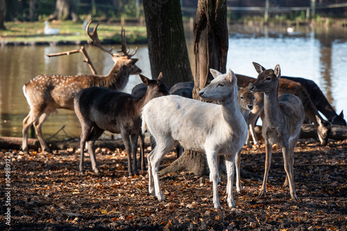 Fototapeta Naklejka Na Ścianę i Meble -  Zwierzęta jelenie w zagrodzie żubrów w Pszczynie, Śląsk. 