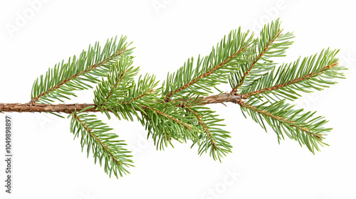 Spruce Branch Isolated on White, fir, evergreen, twig, needles, foliage