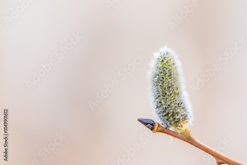 Nature awakes in spring. Blooming willow twigs and furry willow-catkins, so called seals or cats. Holly willow, Salix caprea