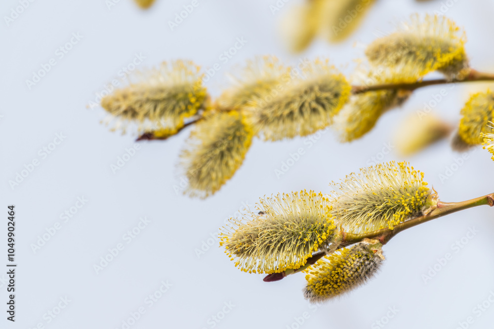 Nature awakes in spring. Blooming willow twigs and furry willow-catkins, so called seals or cats. Holly willow, Salix caprea Nature awakes in spring. Blooming willow twigs and furry willow-catkins, so called seals or cats. Holly willow, Salix caprea
