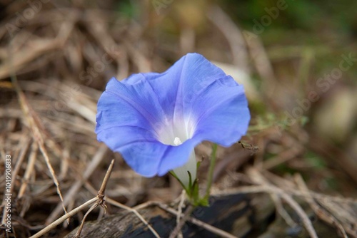 flor, que se abre ao nascer do sol e se fecha ao entardecer, serve como um lembrete diário da beleza de um novo começo.