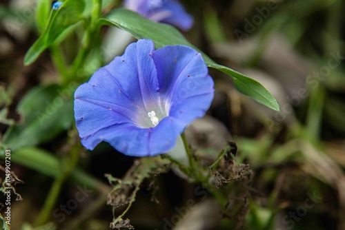 flor, que se abre ao nascer do sol e se fecha ao entardecer, serve como um lembrete diário da beleza de um novo começo.