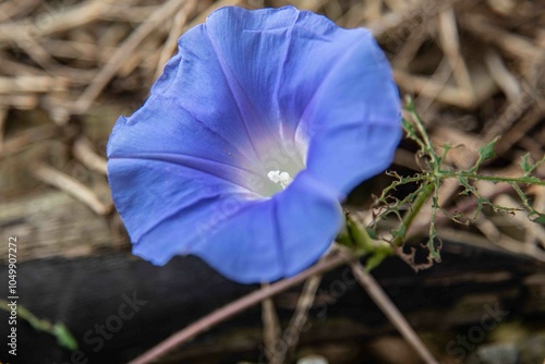 flor, que se abre ao nascer do sol e se fecha ao entardecer, serve como um lembrete diário da beleza de um novo começo.