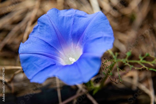 flor, que se abre ao nascer do sol e se fecha ao entardecer, serve como um lembrete diário da beleza de um novo começo.