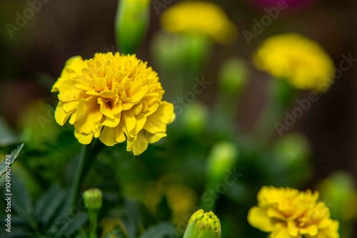 Tagetes erecta, comummente conhecido como rosa-de-oiro(grafia alternativa rosa-de-ouro) é uma planta herbácea, que tanto pode ser anual como perene, pertencente à família das asteráceas.