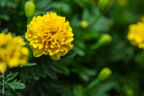 Tagetes erecta, comummente conhecido como rosa-de-oiro(grafia alternativa rosa-de-ouro) é uma planta herbácea, que tanto pode ser anual como perene, pertencente à família das asteráceas.
