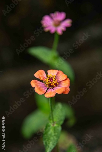 Zinnia (nome botânico), popularmente zínia, viúva-regateira ou benedita, é um género botânico pertencente à família Asteraceae,