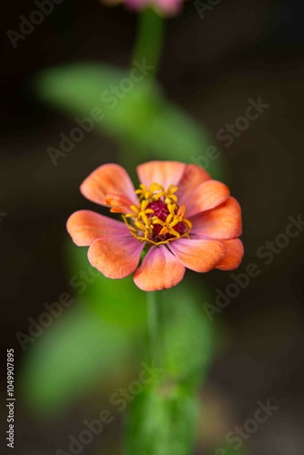 Zinnia (nome botânico), popularmente zínia, viúva-regateira ou benedita, é um género botânico pertencente à família Asteraceae,