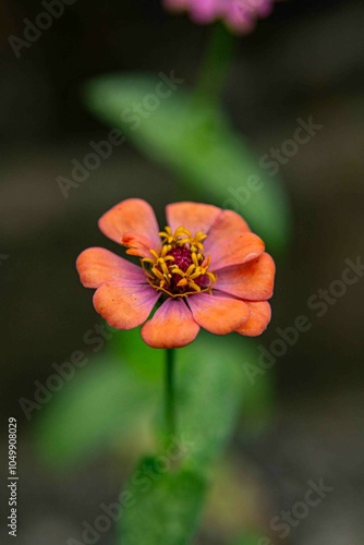 Zinnia (nome botânico), popularmente zínia, viúva-regateira ou benedita, é um género botânico pertencente à família Asteraceae,