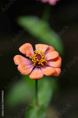 Zinnia (nome botânico), popularmente zínia, viúva-regateira ou benedita, é um género botânico pertencente à família Asteraceae,