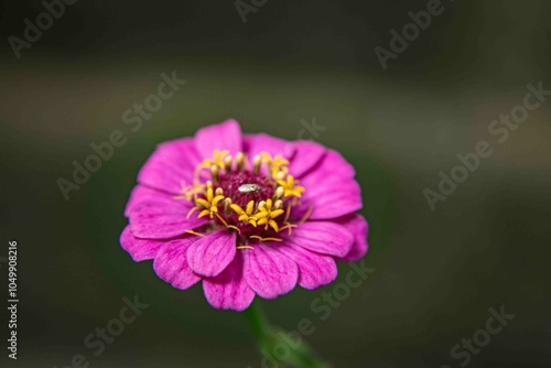 Traduzido do inglês-Zinnia elegans conhecido como juventude e idade, zínia comum ou zínia elegante, é uma planta anual da família Asteraceae.