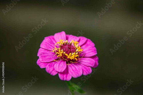 Traduzido do inglês-Zinnia elegans conhecido como juventude e idade, zínia comum ou zínia elegante, é uma planta anual da família Asteraceae. photo