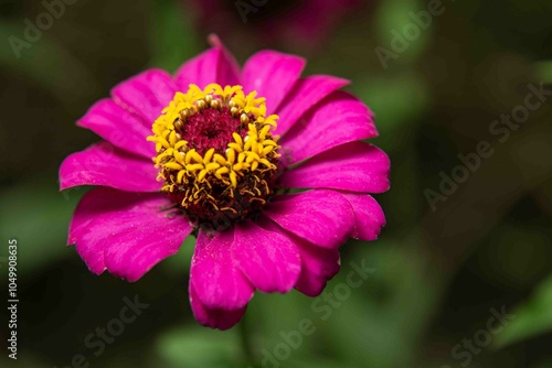 Traduzido do inglês-Zinnia elegans conhecido como juventude e idade, zínia comum ou zínia elegante, é uma planta anual da família Asteraceae.