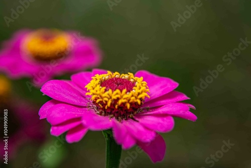 Traduzido do inglês-Zinnia elegans conhecido como juventude e idade, zínia comum ou zínia elegante, é uma planta anual da família Asteraceae.