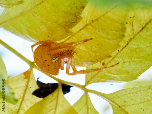 Pale Cross Orbweaver. Araneus pallidus photo