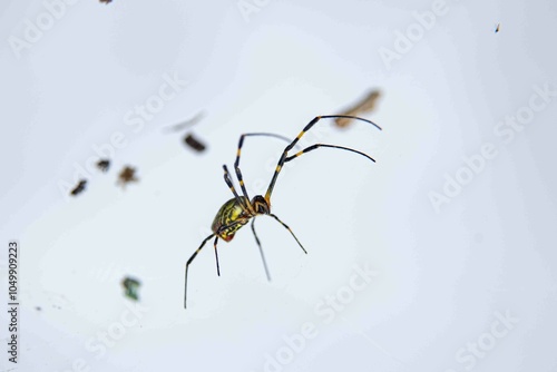 Traduzido do inglês-Trichonephila clavata, também conhecida como aranha Joro, é uma aranha do gênero Trichonephila. Nativo do Leste Asiático, é encontrado em toda a China, Japão, Coreia e Taiwan.