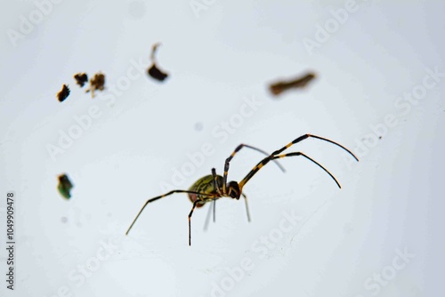 Traduzido do inglês-Trichonephila clavata, também conhecida como aranha Joro, é uma aranha do gênero Trichonephila. Nativo do Leste Asiático, é encontrado em toda a China, Japão, Coreia e Taiwan.