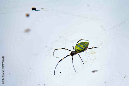 Traduzido do inglês-Trichonephila clavata, também conhecida como aranha Joro, é uma aranha do gênero Trichonephila. Nativo do Leste Asiático, é encontrado em toda a China, Japão, Coreia e Taiwan.