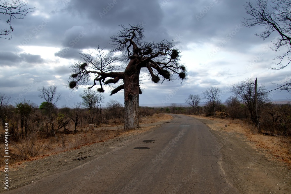 Obraz premium Baobab tree with red-billed buffalo weaver nests silhouetted against a stormy sky