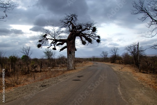 Baobab tree with red-billed buffalo weaver nests silhouetted against a stormy sky photo