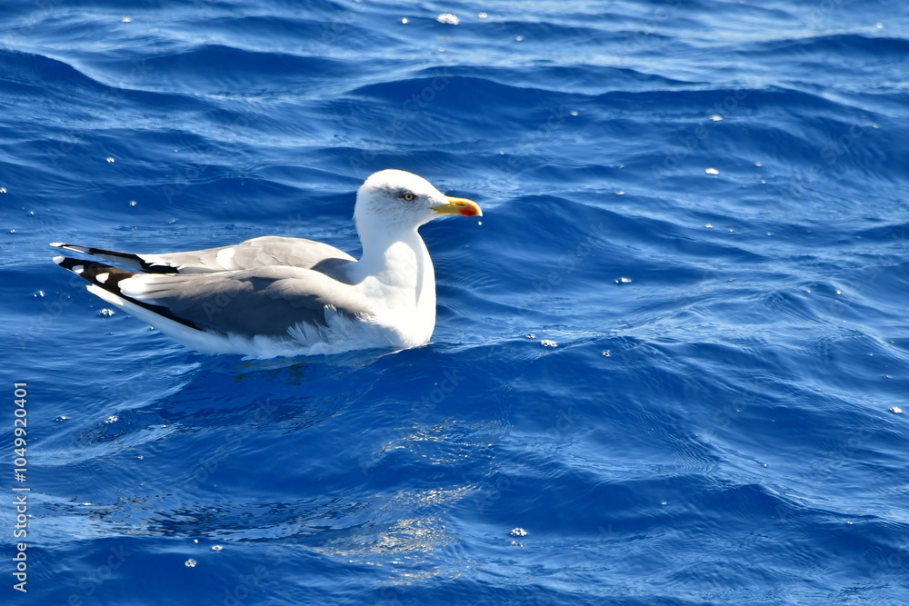 GAVIOTA PATIAMARILLA EN LA COSTA DE TENERIFE GAVIOTA PATIAMARILLA EN LA COSTA DE TENERIFE