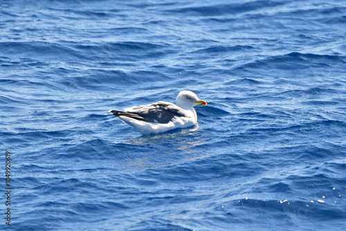 GAVIOTA PATIAMARILLA EN LA COSTA DE TENERIFE