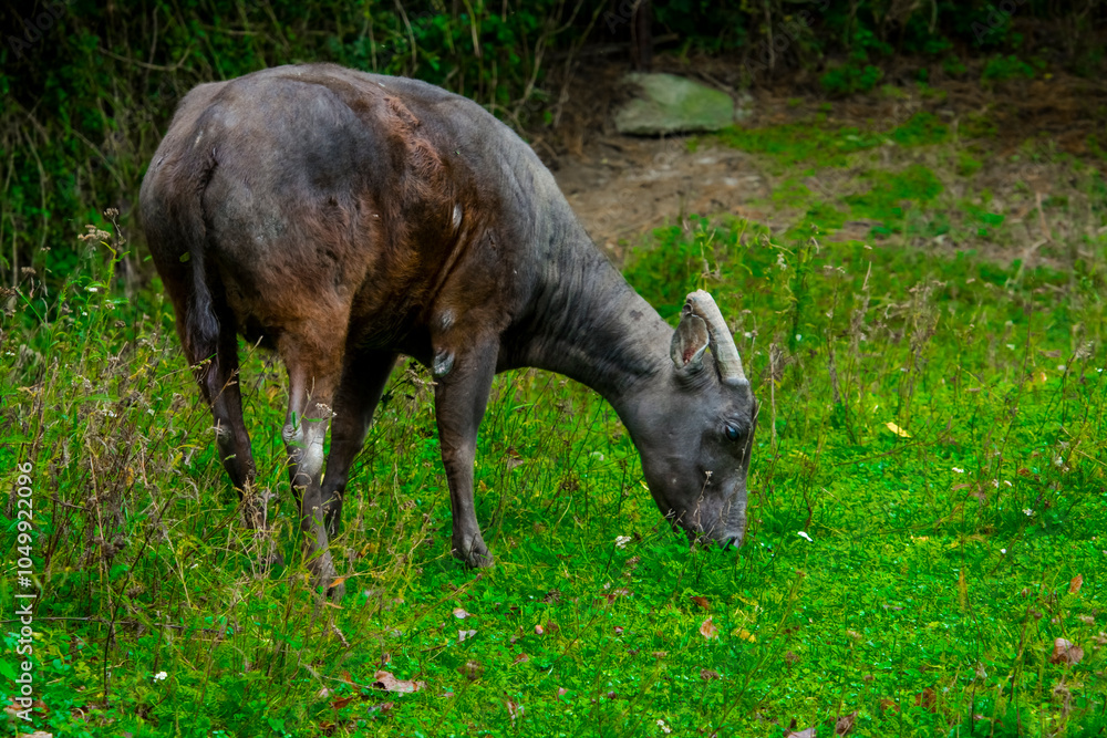 Fototapeta premium Lowland anoa in the field