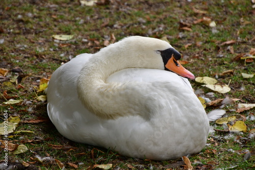 CISNE photo