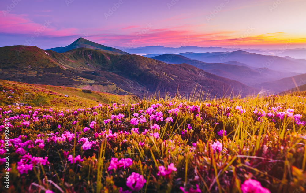 Obraz premium Perfect rhododendron flowers on mountain slopes in pink shades. Carpathian mountains, Ukraine. Photo wallpapers.