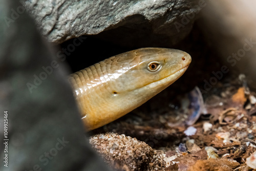 Sheltopusik, the European legless lizard in the rocks