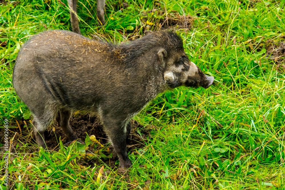 Visayan warty pig in the field Visayan warty pig in the field