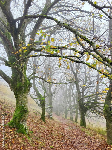 Eine Allee, die von Bäumen mit knorrigen Ästen gesäumt wird. Nebel hüllt die Szene ein und verleiht ihr eine mystische Atmosphäre. Der Weg scheint leicht bergab zu führen und verschwindet im Nebel photo