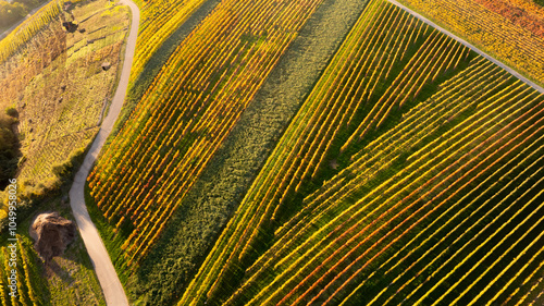 geometric landscape detail of vineyards in the Neckar Valley with autumn leaves, Baden Wuerttemberg, Germany
 photo