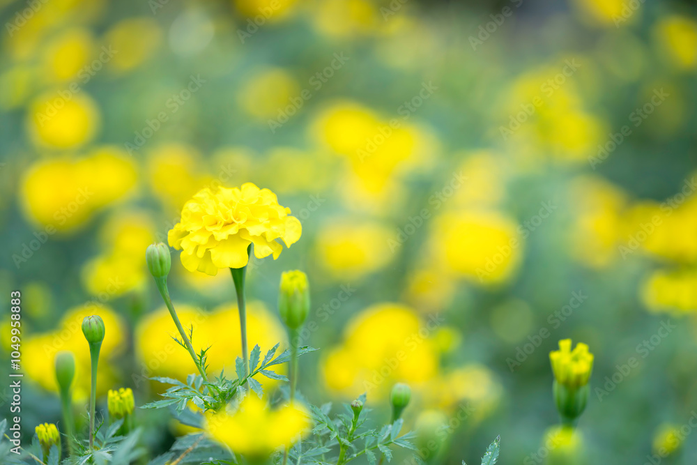 Obraz premium 黄色いマリーゴールドの花