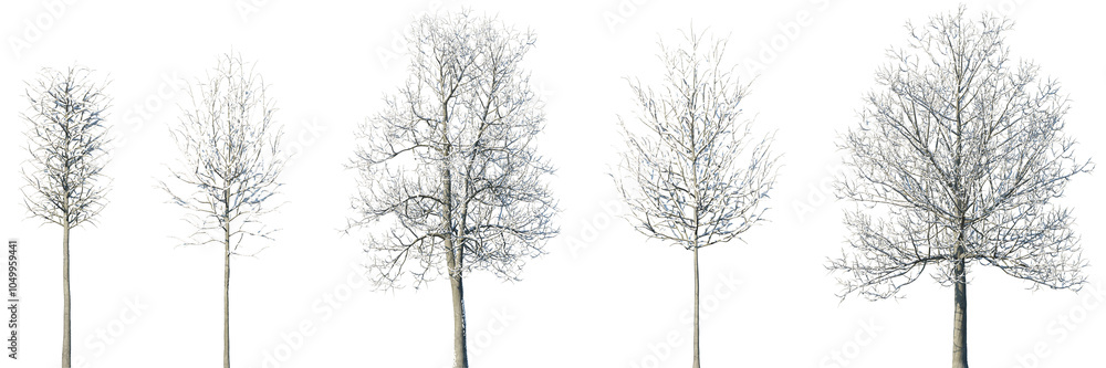 Set of Tilia (linden, basswood, lime trees) winter frontal set street trees isolated png in sunny daylight on a transparent background perfectly cutout Set of Tilia (linden, basswood, lime trees) winter frontal set street trees isolated png in sunny daylight on a transparent background perfectly cutout
