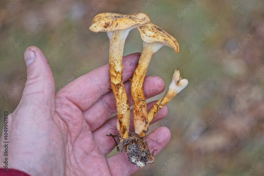 three yellow toadstools lie on the palm of a hand outside in a summer forest three yellow toadstools lie on the palm of a hand outside in a summer forest