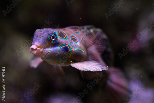 Mandarinfish