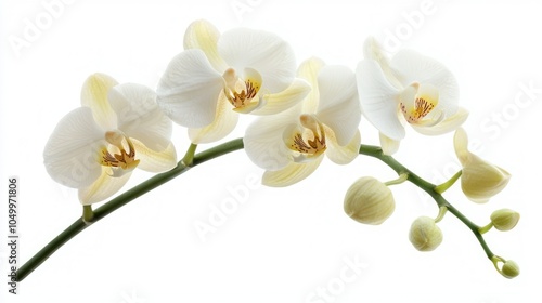 A fully opened vanilla orchid flower with light yellow tones and green stem, placed against a clean background for a botanical feel