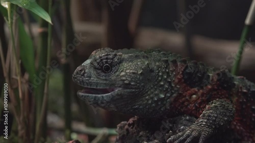 Shinisaurus crocodilurus (Lagarto cocodrilo chino), The Chinese crocodile lizard  photo