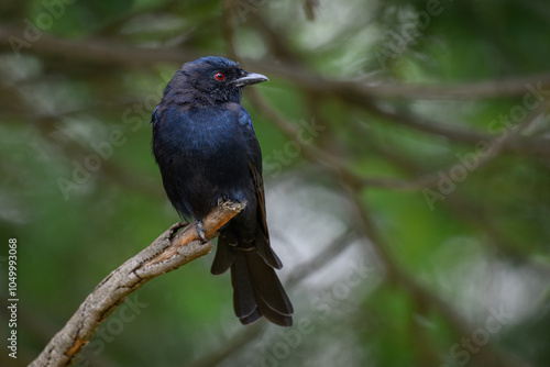 A fork-tailed drongo perched on a branch, Rietvlei Nature reserve, South Africa