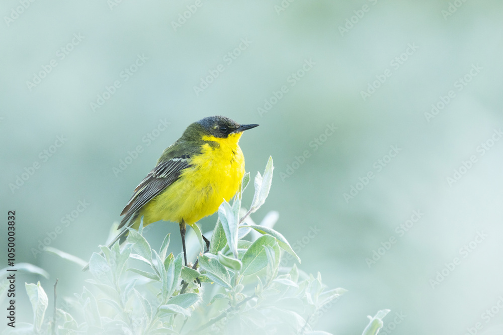Yellow wagtail perched on a Willow bush on a summer evening on a wet meadow in Riisitunturi National Park, Northern Finland Yellow wagtail perched on a Willow bush on a summer evening on a wet meadow in Riisitunturi National Park, Northern Finland