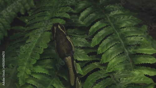 The boa constrictor snake