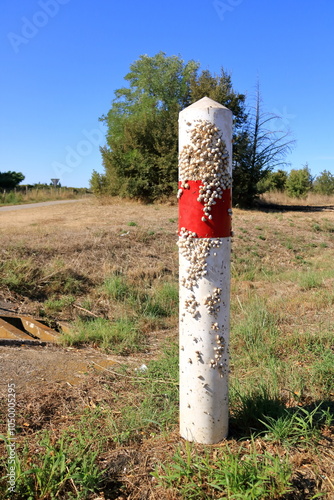 White Garden Snails Theba pisana on a traffic sign. Provence, Southern France, Europe photo