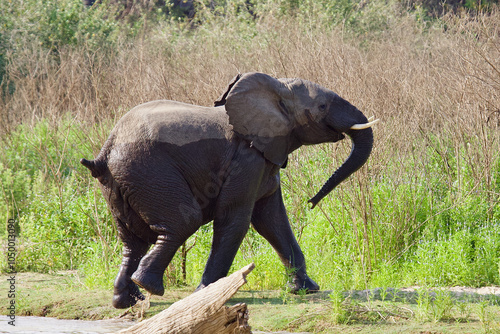 Elephant at Selous game reserve, Tanzania photo