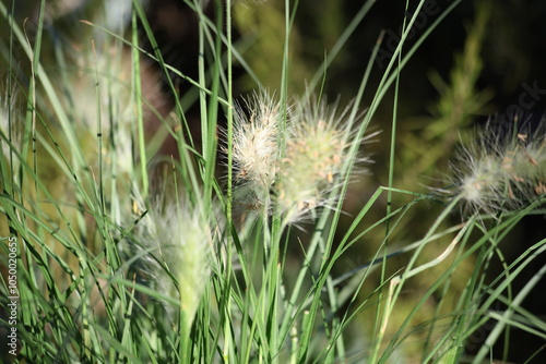 cenchrus longisetus (feathertop grass) in the garden photo