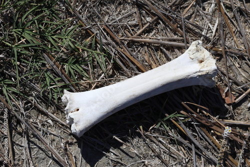 animal bone in the field