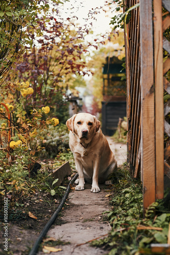 White fawn labrador sits in the garden in late autumn