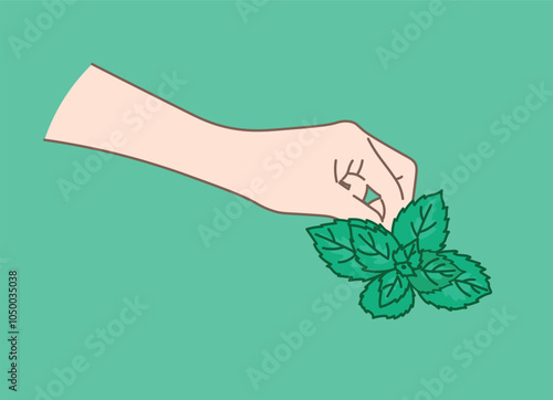 Mint leaves. A hand holds a sprig of mint. Collection of medicinal herbs. remedies and medicines to treat and calm nerves.