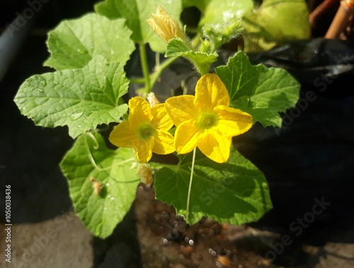 Small yellow flowers of melon