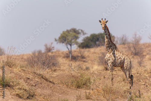 Giraffe . South African giraffe or Cape giraffe (Giraffa giraffa or camelopardalis giraffa) hanging around in Mashatu Game Reserve in the Tuli Block in Botswana photo